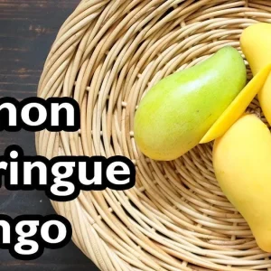 Lemon Meringue Mango Tree – Grafted Live Plant – 3 Gallon Pot, 2-3.5ft Tall - Image 2