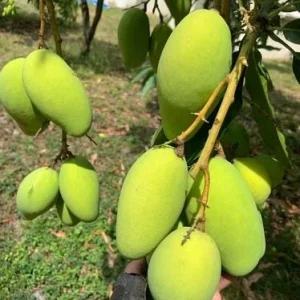 Lemon Meringue Mango Tree – Grafted Live Plant – 3 Gallon Pot, 2-3.5ft Tall - Image 6