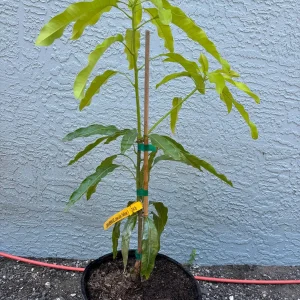 Lemon Meringue Mango Tree – Grafted Live Plant – 3 Gallon Pot, 2-3.5ft Tall - Image 7