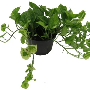 Lemon Meringue Pothos Live Plant - Epipremnum Aureum, 6 inch Pot, Indoor - Image 3