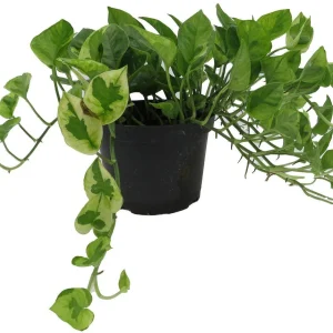 Lemon Meringue Pothos Live Plant - Epipremnum Aureum, 6 inch Pot, Indoor - Image 1