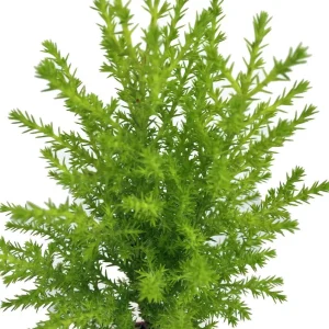 Lemon Scented Goldcrest Cypress Tree - Live Plant - 2.5" Pot - Indoor/Outdoor - Image 2