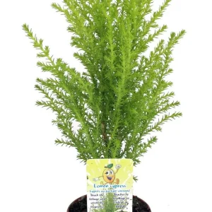 Lemon Scented Goldcrest Cypress Tree - Live Plant - 2.5" Pot - Indoor/Outdoor - Image 1