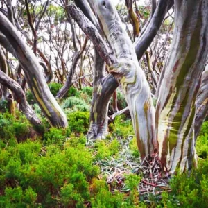 Lemon Scented Gum Eucalyptus Seeds or Live Plant - Fragrant Evergreen - Image 2