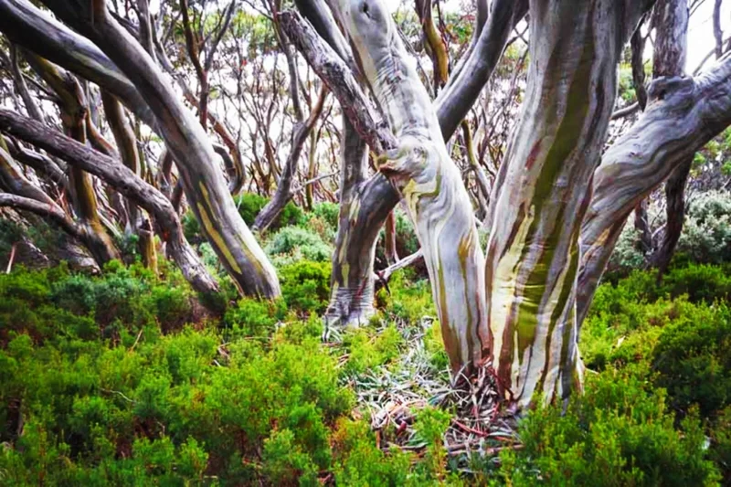 Lemon Scented Gum Eucalyptus Seeds or Live Plant - Fragrant Evergreen - Image 2