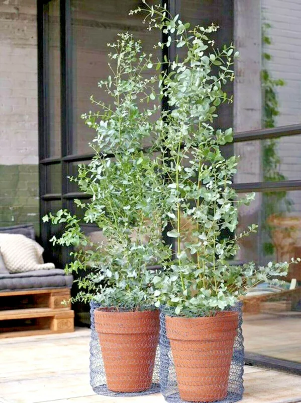 Lemon Scented Gum Eucalyptus Seeds or Live Plant - Fragrant Evergreen - Image 3