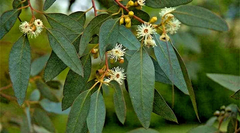 Lemon Scented Gum Eucalyptus Seeds or Live Plant - Fragrant Evergreen - Image 4