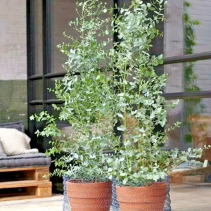 Lemon Scented Gum Seeds or Live Plant - Eucalyptus citriodora - Fragrant Foliage - Image 3