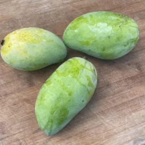 Lemon Zest Mango Tree Live Plant Grafted 2-4 Ft Tall Tropical Fruit - Image 1