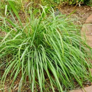 Lemongrass Live Plant - 2x 4-inch Potted Plants, Cymbopogon Citratus for Indoor/Outdoor Garden - Image 2