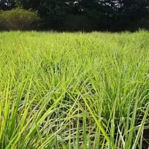 Lemongrass Live Plant - 2x 4-inch Potted Plants, Cymbopogon Citratus for Indoor/Outdoor Garden - Image 1