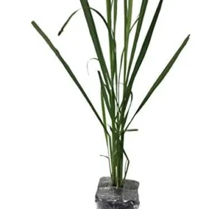 Lemongrass Live Plant - 2x 4-inch Potted Plants, Cymbopogon Citratus for Indoor/Outdoor Garden - Image 4