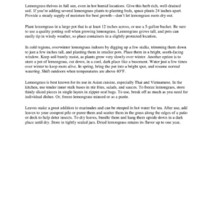 Lemongrass Live Plant - 2x 4-inch Potted Plants, Cymbopogon Citratus for Indoor/Outdoor Garden - Image 5