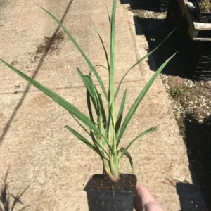 Lemongrass Live Plant - Culinary Herb - 2.5 Inch Pot - Indoor/Outdoor - Image 2