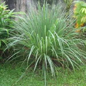 Lemongrass Live Plant - Culinary Herb - 2.5 Inch Pot - Indoor/Outdoor - Image 3