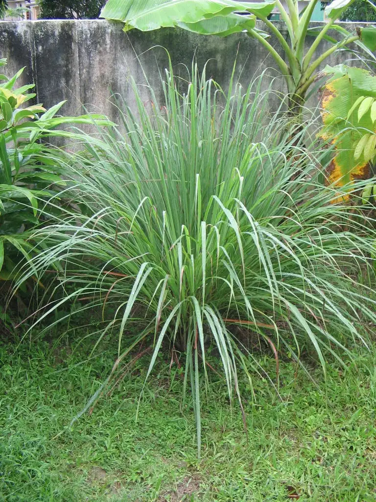Lemongrass Live Plant - Culinary Herb - 2.5 Inch Pot - Indoor/Outdoor - Image 3