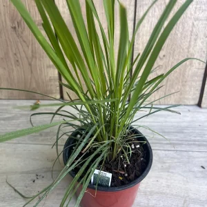 Lemongrass Live Plant – Cymbopogon citratus – 5" Pot – Culinary Herb - Image 2