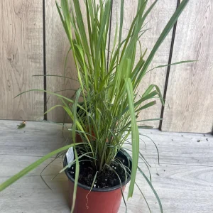 Lemongrass Live Plant – Cymbopogon citratus – 5