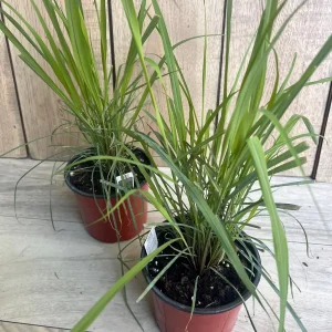 Lemongrass Live Plant – Cymbopogon citratus – 5