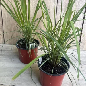 Lemongrass Live Plant – Cymbopogon citratus – 5
