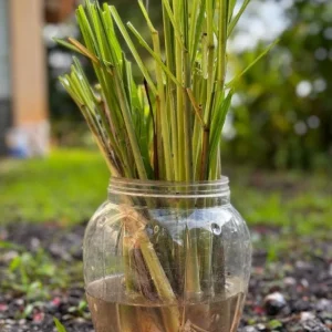 Lemongrass Live Plant Set - Cymbopogon citratus - 5 Starters, 4-8