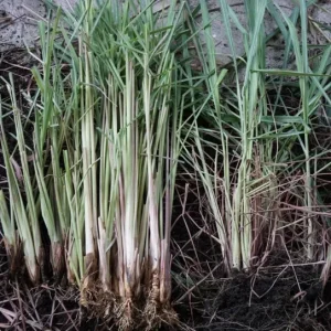 Lemongrass Live Plant Set - Cymbopogon citratus - 5 Starters, 4-8
