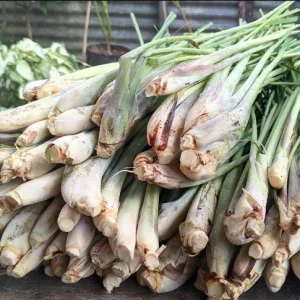 Lemongrass Live Plant Set - Cymbopogon citratus - 5 Starters, 4-8