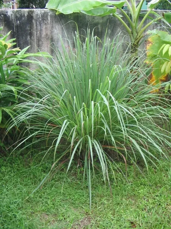 Lemongrass Seeds - 400+ Fresh & Aromatic Lemon Grass Seeds for Indoor/Outdoor Planting - Image 1