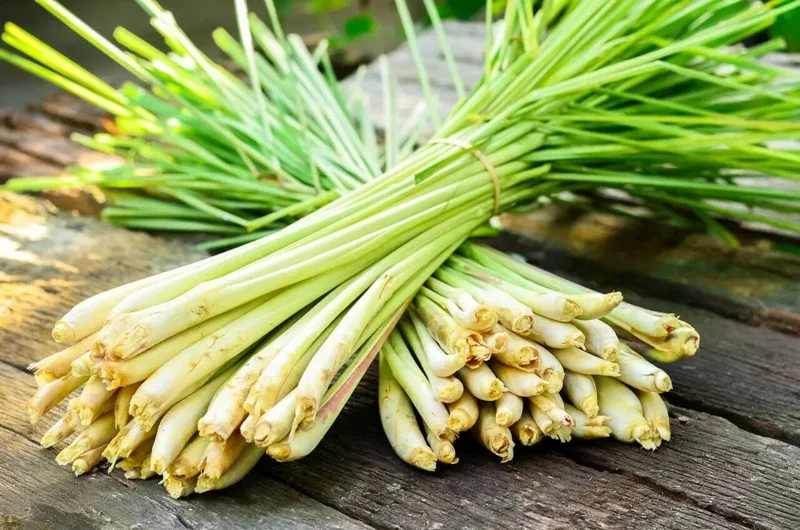 Lemongrass Seeds - 400+ Fresh & Aromatic Lemon Grass Seeds for Indoor/Outdoor Planting - Image 2