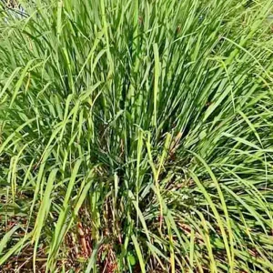 Lemongrass Seeds - 800+ Fresh Non-GMO Lemon Grass Seeds for Indoor Outdoor Planting - Image 3