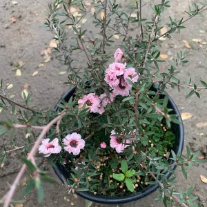 Leptospermum 'Apple Blossom' Live Plant, 6 inch Pot, Outdoor Shrub - Image 2
