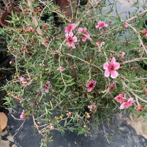 Leptospermum 'Helene Strybing' Tea Tree Live Plant - Pink Flowers, 1 Gallon Pot - Image 2