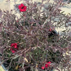 Leptospermum 'Ruby Glow' Live Plant – 2 to 3 Feet Tall – 3 Gallon Pot – Outdoor Shrub - Image 1