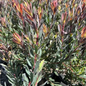 Leucadendron Afterburner Live Plant – 1ft Tall – 6 inch Pot – Outdoor Shrub - Image 2