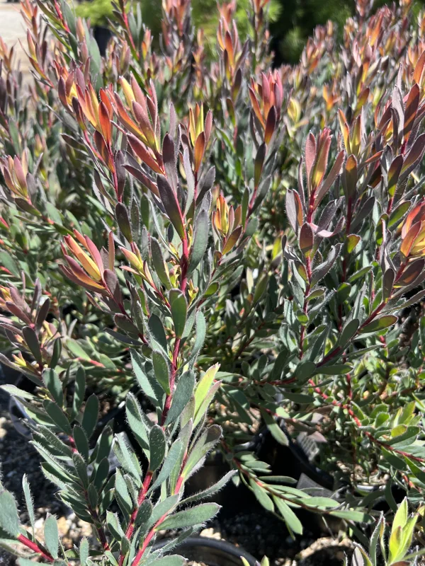 Leucadendron Afterburner Live Plant – 1ft Tall – 6 inch Pot – Outdoor Shrub - Image 2