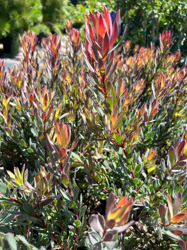 Leucadendron Afterburner Live Plant – 1ft Tall – 6 inch Pot – Outdoor Shrub - Image 3