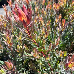 Leucadendron Afterburner Live Plant – 1ft Tall – 6 inch Pot – Outdoor Shrub - Image 4
