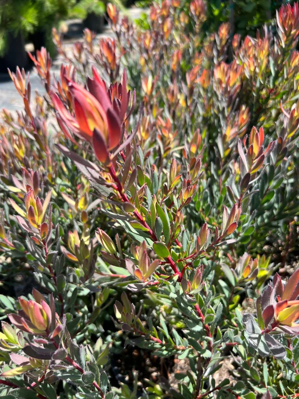 Leucadendron Afterburner Live Plant – 1ft Tall – 6 inch Pot – Outdoor Shrub - Image 4