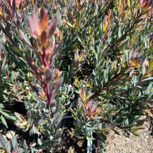 Leucadendron Afterburner Live Plant – 1ft Tall – 6 inch Pot – Outdoor Shrub - Image 1