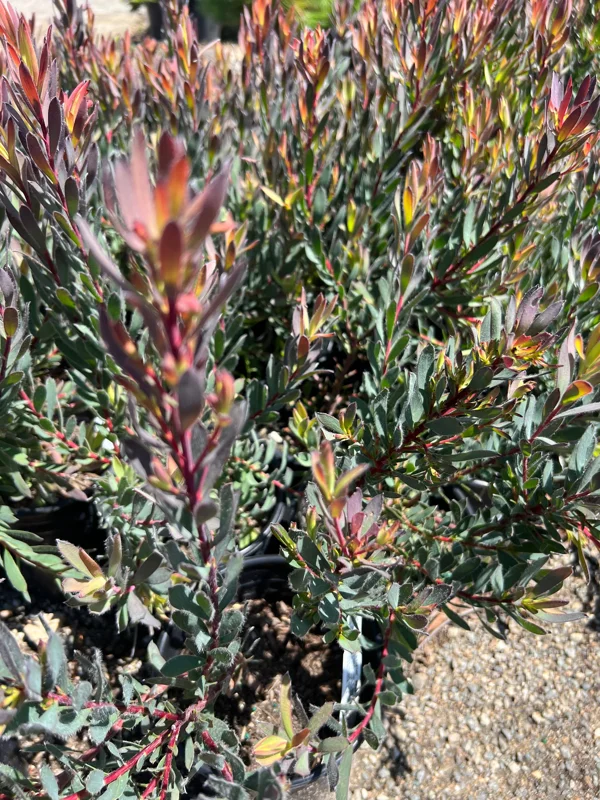 Leucadendron Afterburner Live Plant – 1ft Tall – 6 inch Pot – Outdoor Shrub - Image 1