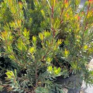 Leucadendron Afterburner Live Plant – 6 inch Pot – Outdoor Shrub - Image 3