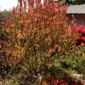 Leucadendron Jester Live Plant – 1ft Tall, 6-inch Pot – Outdoor Shrub - Image 2