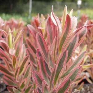 Leucadendron Jester Live Plant – 1ft Tall, 6-inch Pot – Outdoor Shrub - Image 1