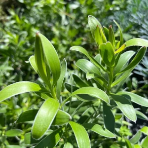 Leucadendron Safari Gold-strike Live Plant 1ft Tall in 6" Pot – Outdoor Shrub - Image 2