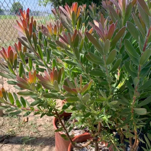 Leucadendron Safari Sunset Live Plant – 6" Pot Evergreen Shrub - Image 2