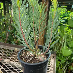 Leucadendron Salignum Golden Tulip Live Plant – 1ft Tall in 6" Pot – Outdoor Shrub - Image 2