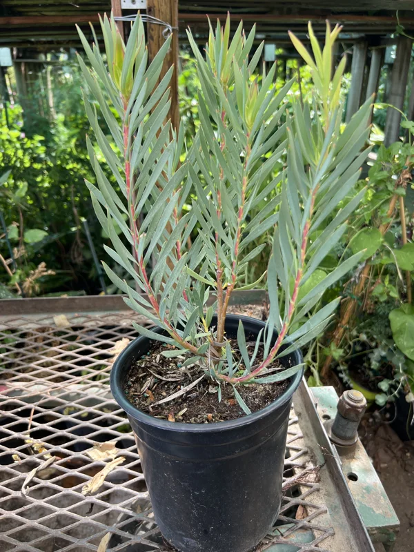 Leucadendron Salignum Golden Tulip Live Plant – 1ft Tall in 6" Pot – Outdoor Shrub - Image 3