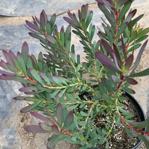 Leucadendron Salignum 'Winter Red' Live Plant - 6" Pot, 1 Ft Tall - Image 2