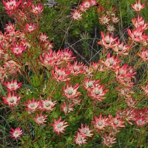 Leucadendron Salignum 'Winter Red' Live Plant - 6" Pot, 1 Ft Tall - Image 1