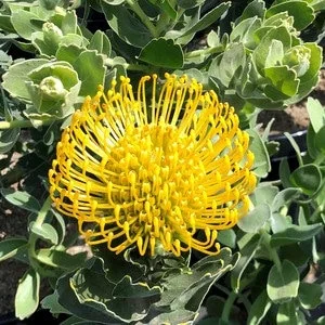 Leucospermum Cordifolium 'High Gold' Live Plant - 3 Gallon Pot - Image 1